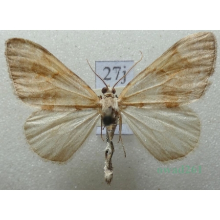 Pennithera firmata (Hübner, 1822) male Paśnik trwalnik Czech27j